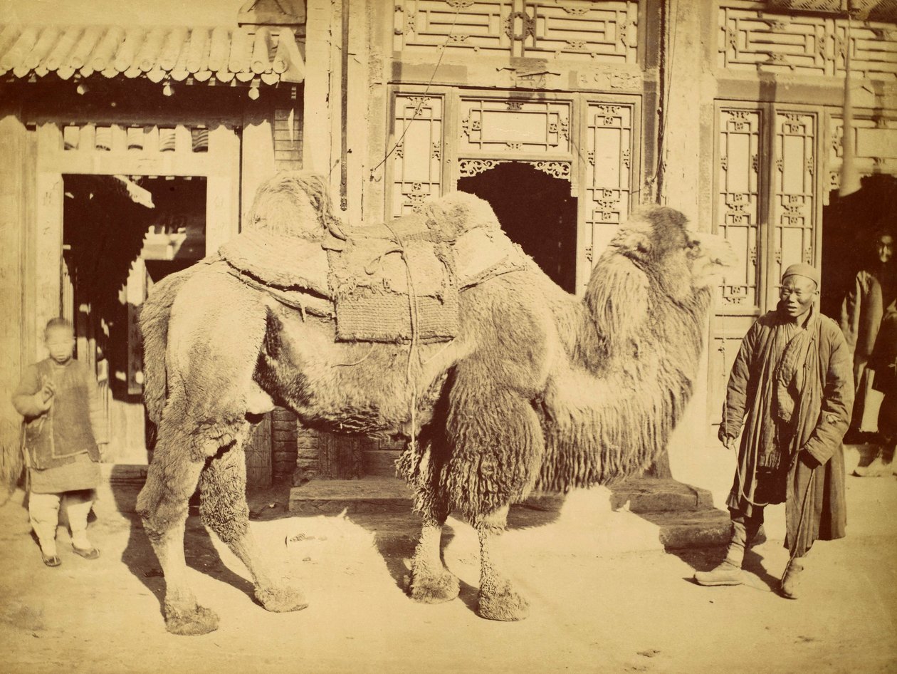 हैंडलर के साथ बैक्ट्रियन कैमल, c.1860 (फोटोग्राव्योर) द्वारा फेलिस बीटो