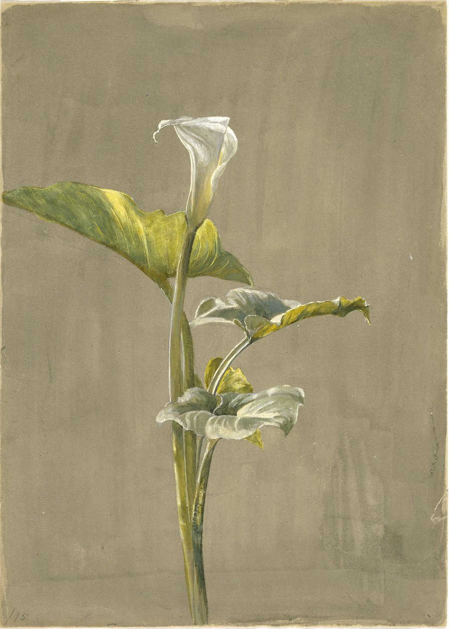 कैला लिली, 1875 (कागज पर wc) द्वारा फिदेलिया ब्रिज