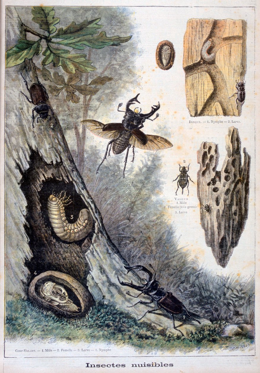 हानिकारक कीड़े, 1897 द्वारा Fortuné Méaulle