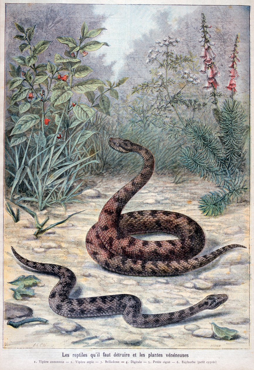 सांप और जहरीले पौधे, 1897 द्वारा Fortuné Méaulle