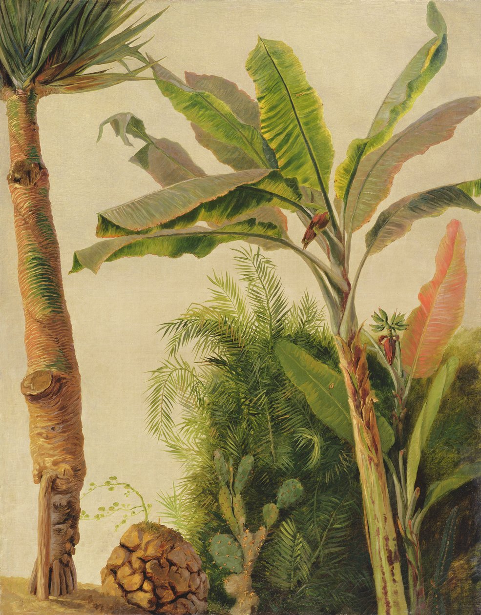 केले का पेड़, c.1865 (बोर्ड पर रखा कैनवास पर तेल) द्वारा फ्रेडरिक एडविन चर्च