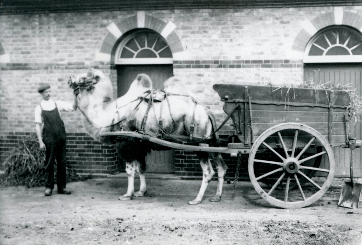 एक बैक्ट्रियन कैमल लंदन जू, 1913 में एक गोबर की गाड़ी खींचता है द्वारा फ्रेडरिक विलियम बॉन्ड