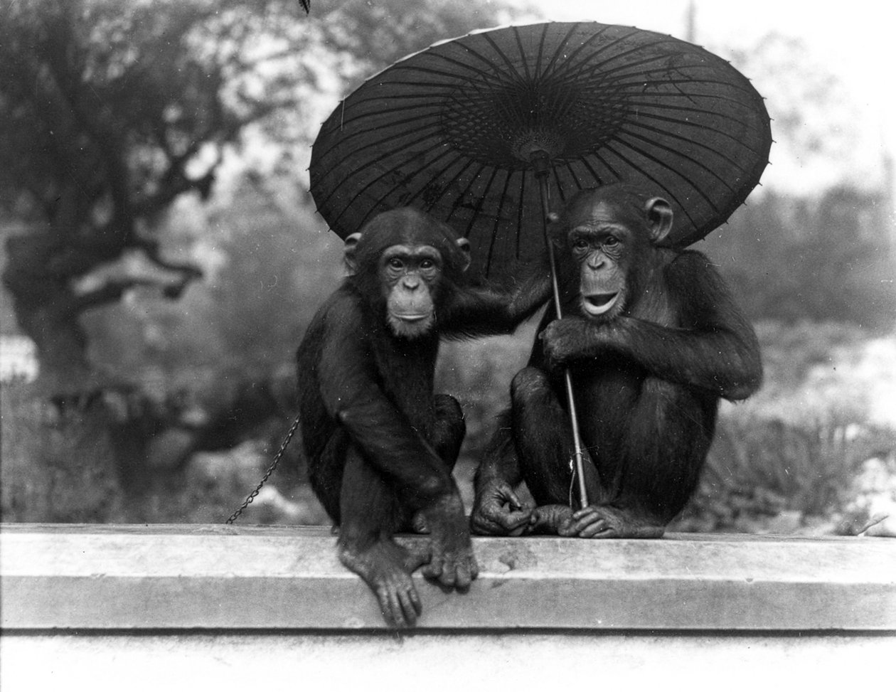 ZSL लंदन चिड़ियाघर, 1931 में चिंपांज़ी की एक जोड़ी द्वारा फ्रेडरिक विलियम बॉन्ड