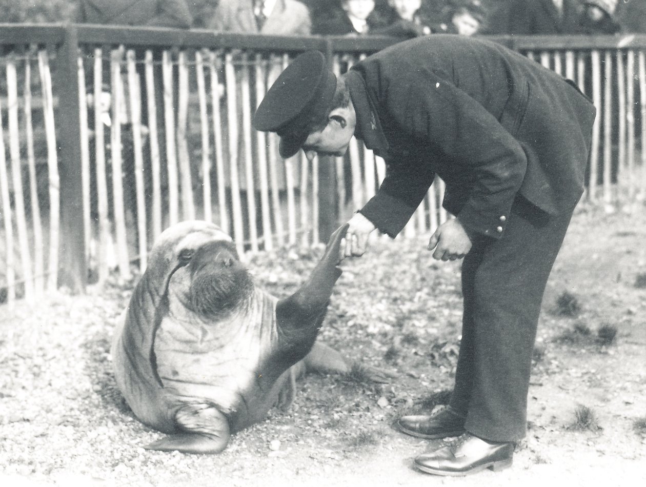 ZSL लंदन चिड़ियाघर, 1925 में वालरस द्वारा फ्रेडरिक विलियम बॉन्ड