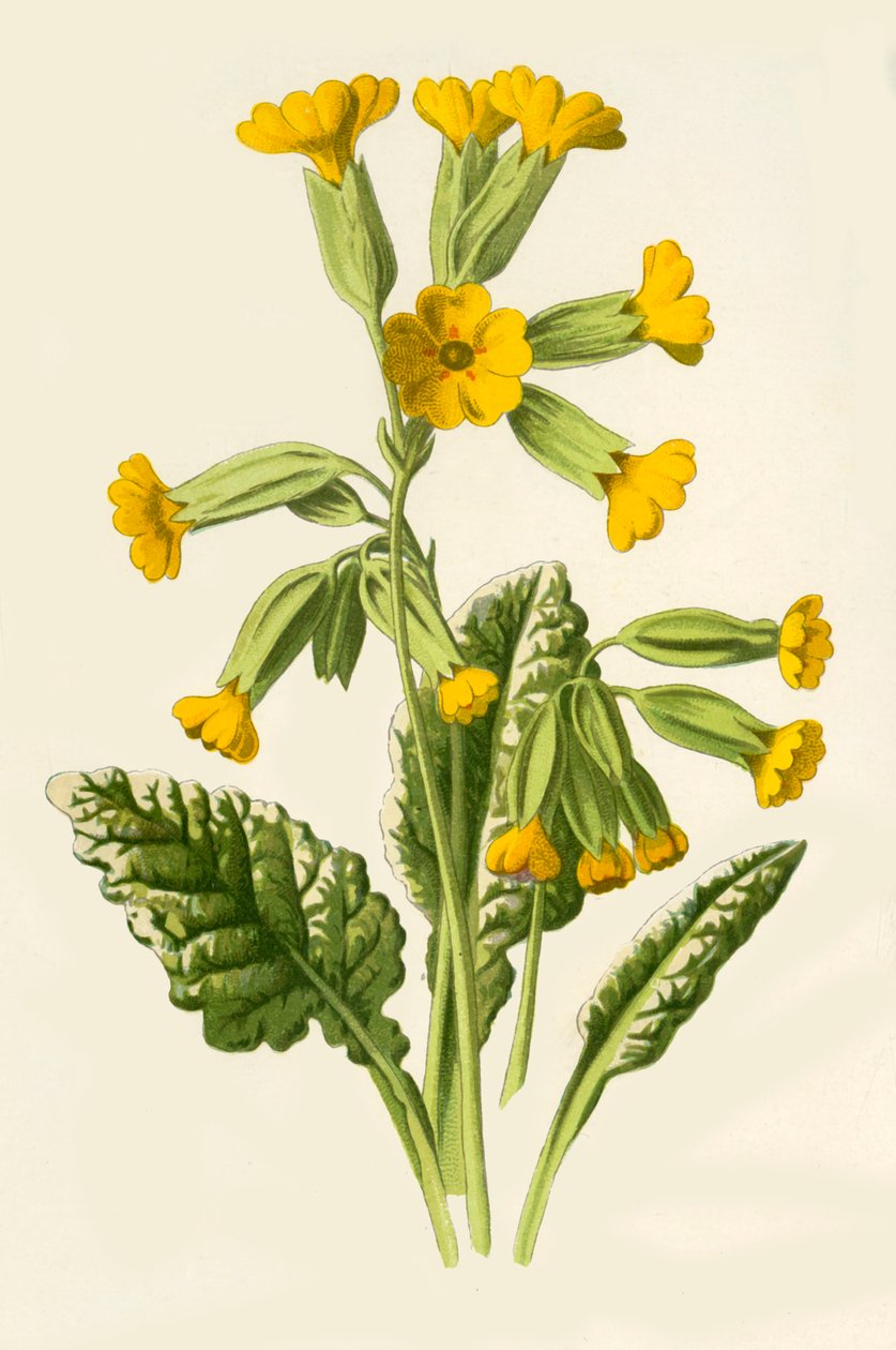 Cowslip, 1877। द्वारा फ्रेडरिक एडवर्ड हुल्मे