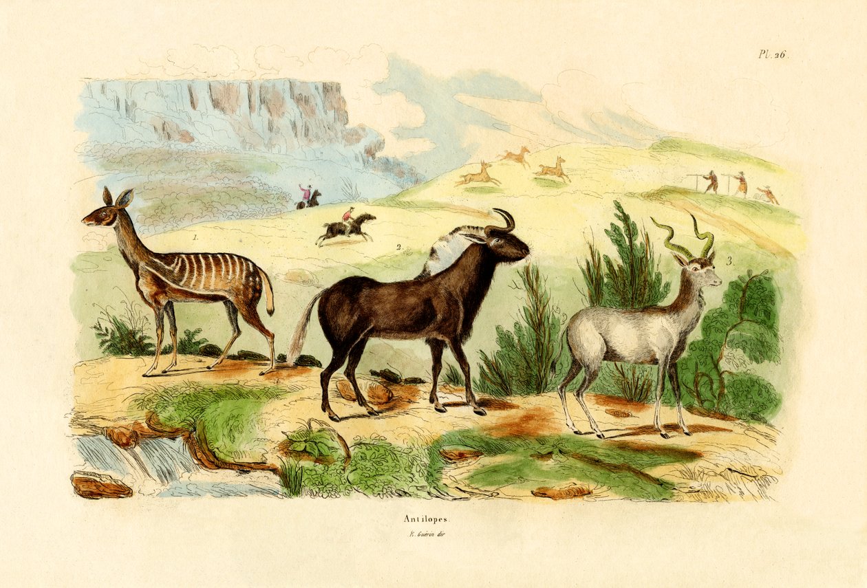 एंटेलोप्स, 1833-39 द्वारा फ्रेंच स्कूल