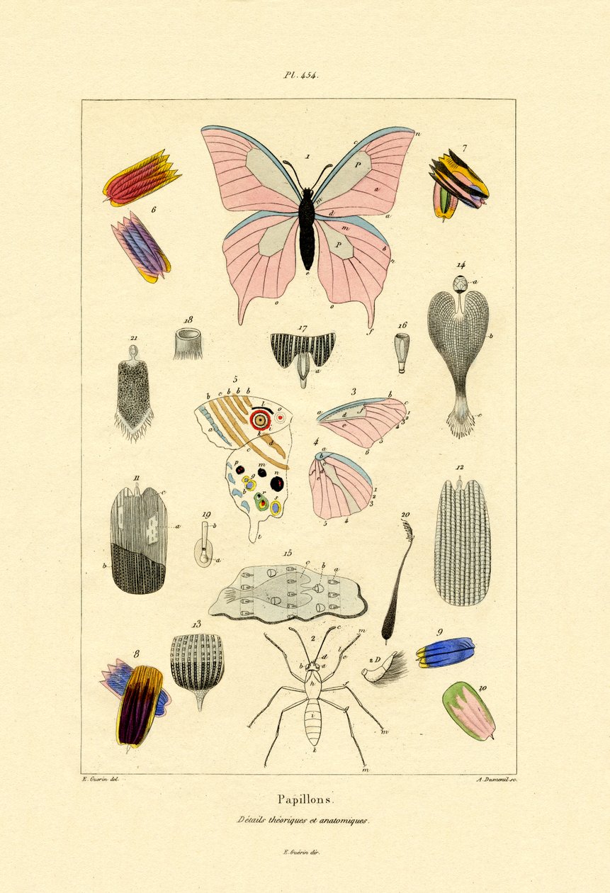 तितलियाँ, 1833-39 द्वारा फ्रेंच स्कूल