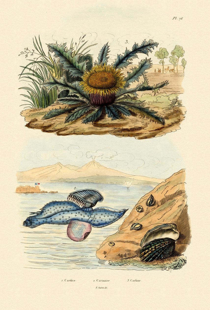 कार्डिटा शेल, 1833-39 द्वारा फ्रेंच स्कूल