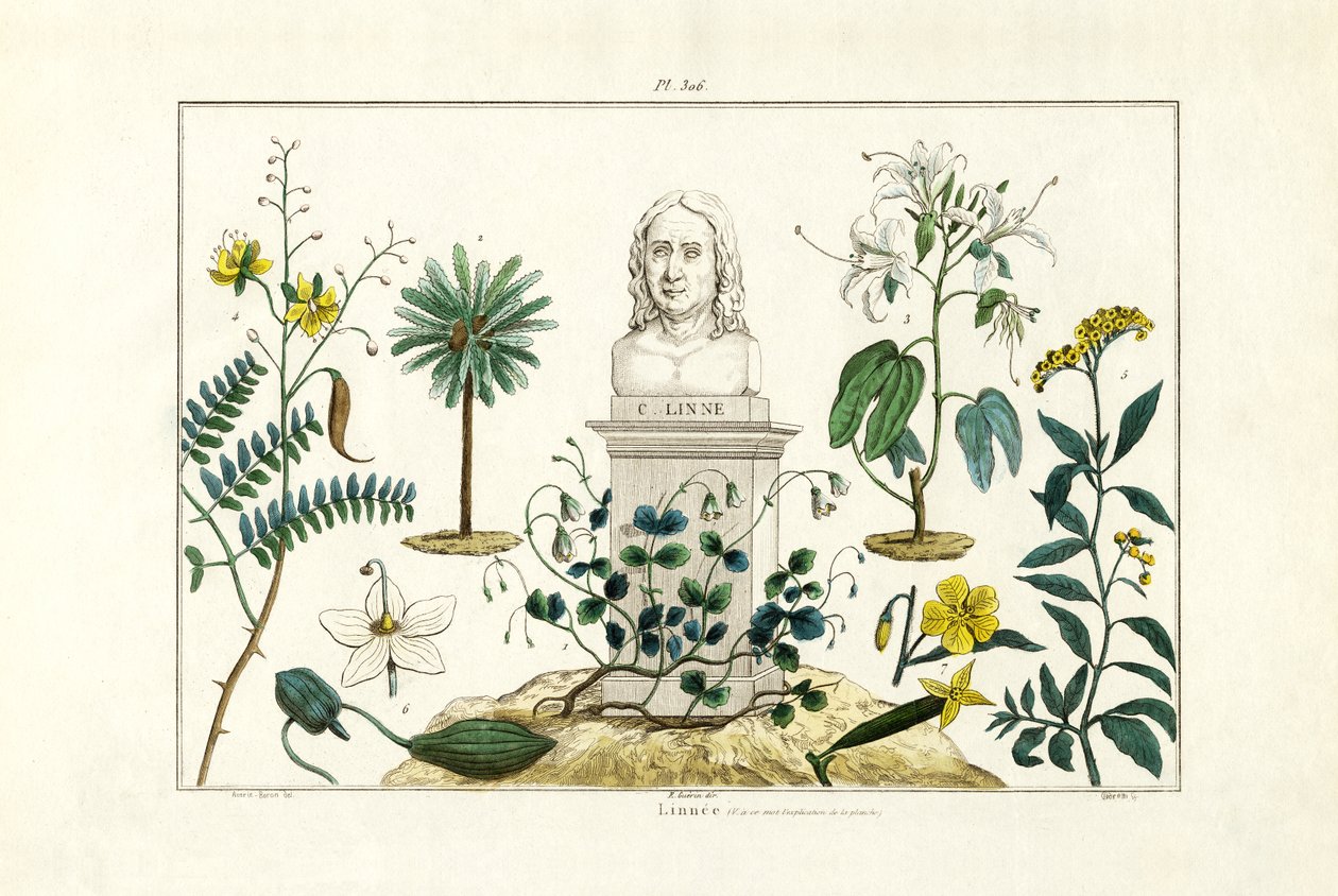 कार्ल वॉन लिननी, 1833-39 द्वारा फ्रेंच स्कूल