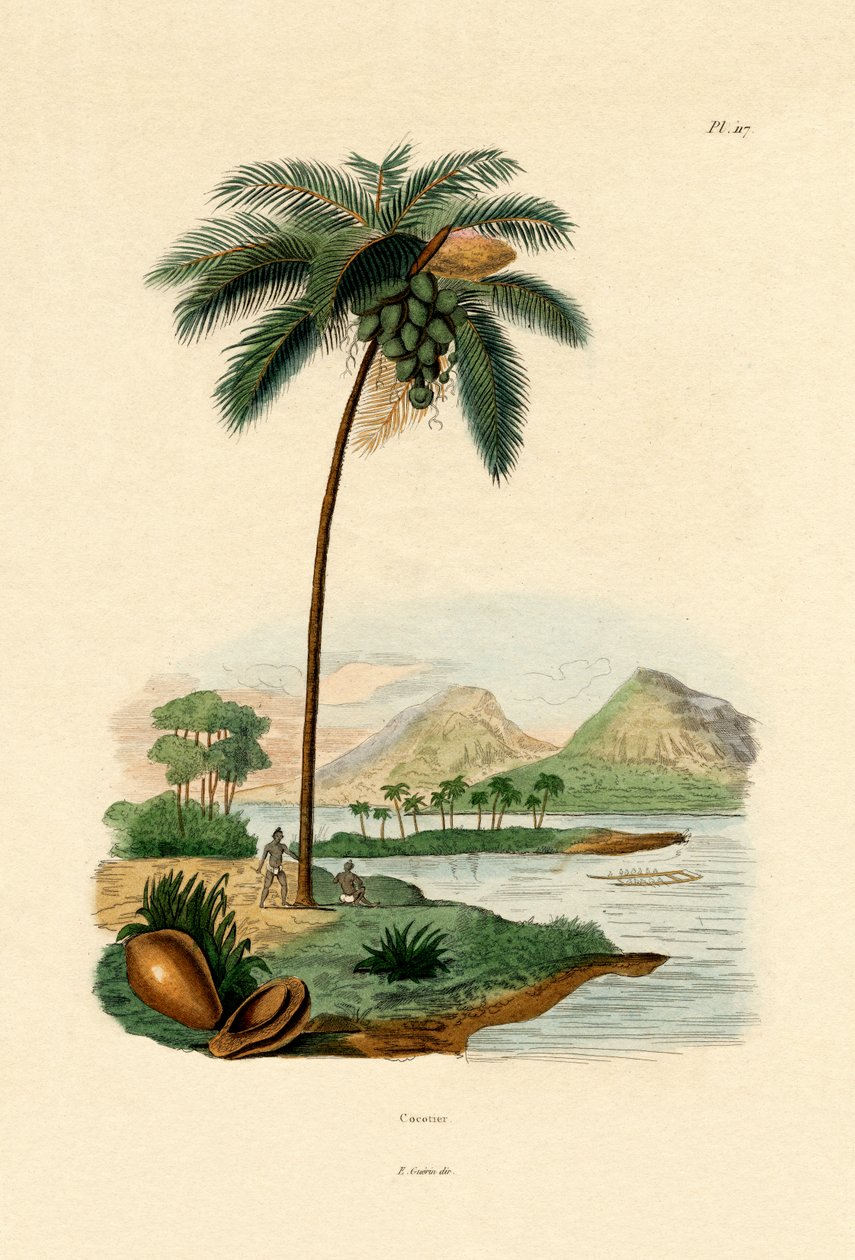 कोकोनट पाम, 1833-39 द्वारा फ्रेंच स्कूल