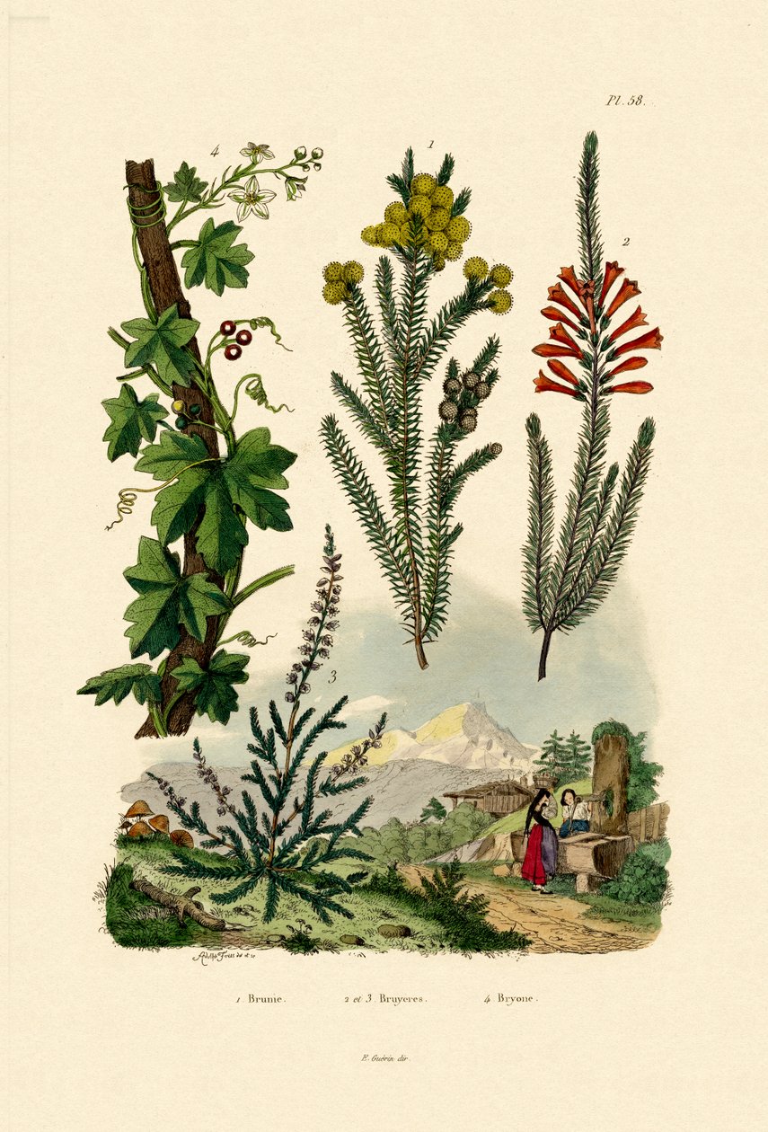 कॉफी बुश, 1833-39 द्वारा फ्रेंच स्कूल