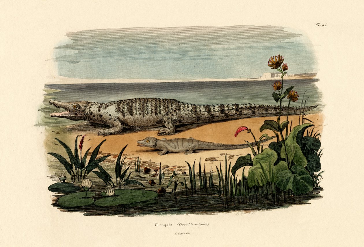मगरमच्छ, 1833-39 द्वारा फ्रेंच स्कूल
