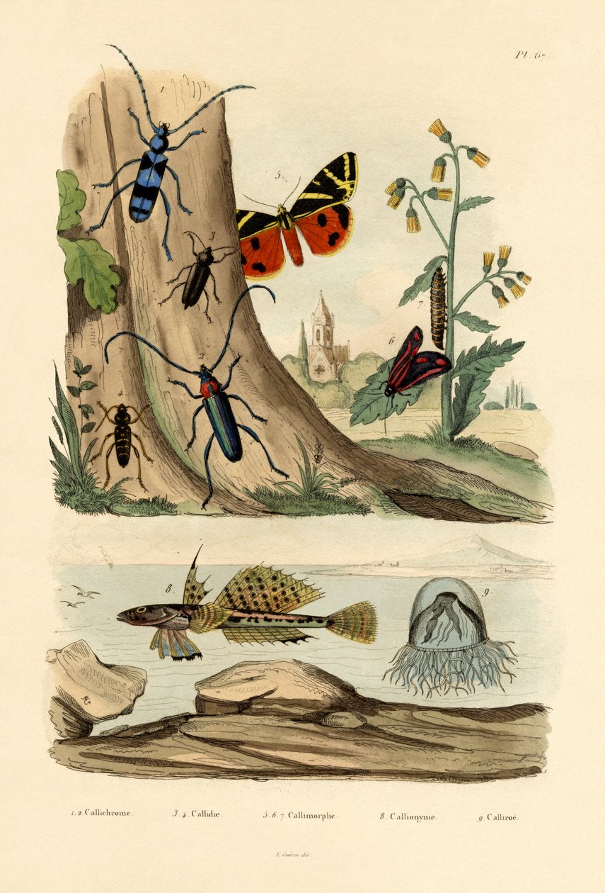 डेव मोथ, 1833-39 द्वारा फ्रेंच स्कूल
