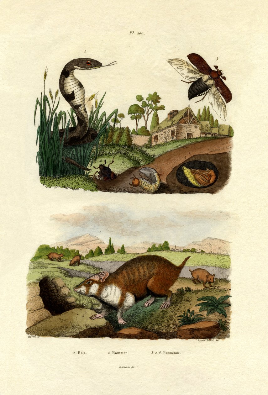 मिस्र का कोबरा, 1833-39 द्वारा फ्रेंच स्कूल