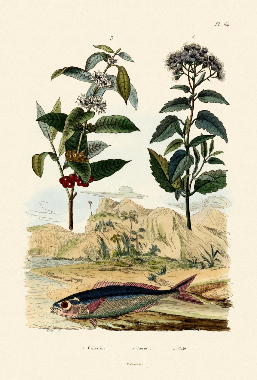 फुसिलियर, 1833-39 द्वारा फ्रेंच स्कूल