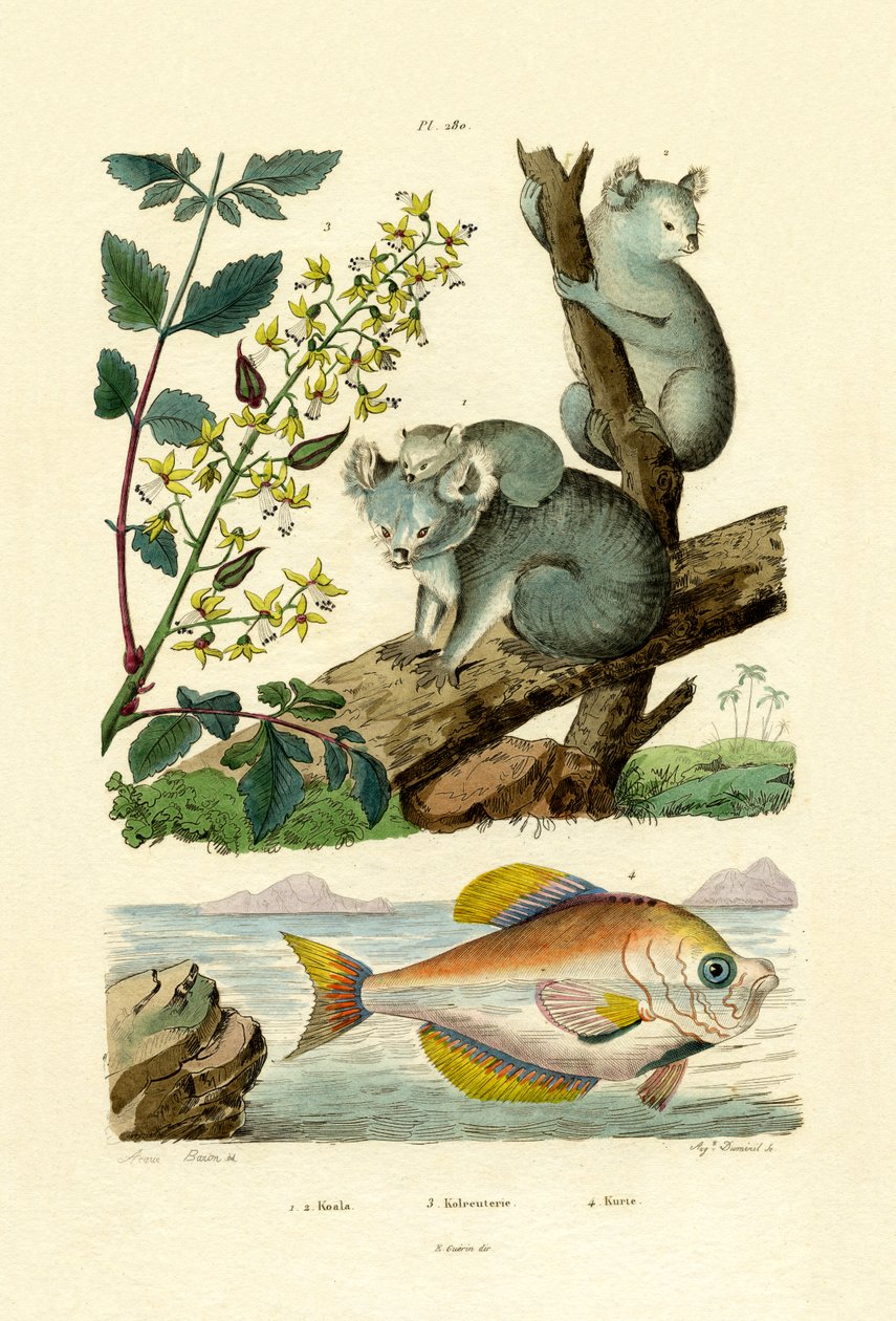 कोआला, 1833-39 द्वारा फ्रेंच स्कूल