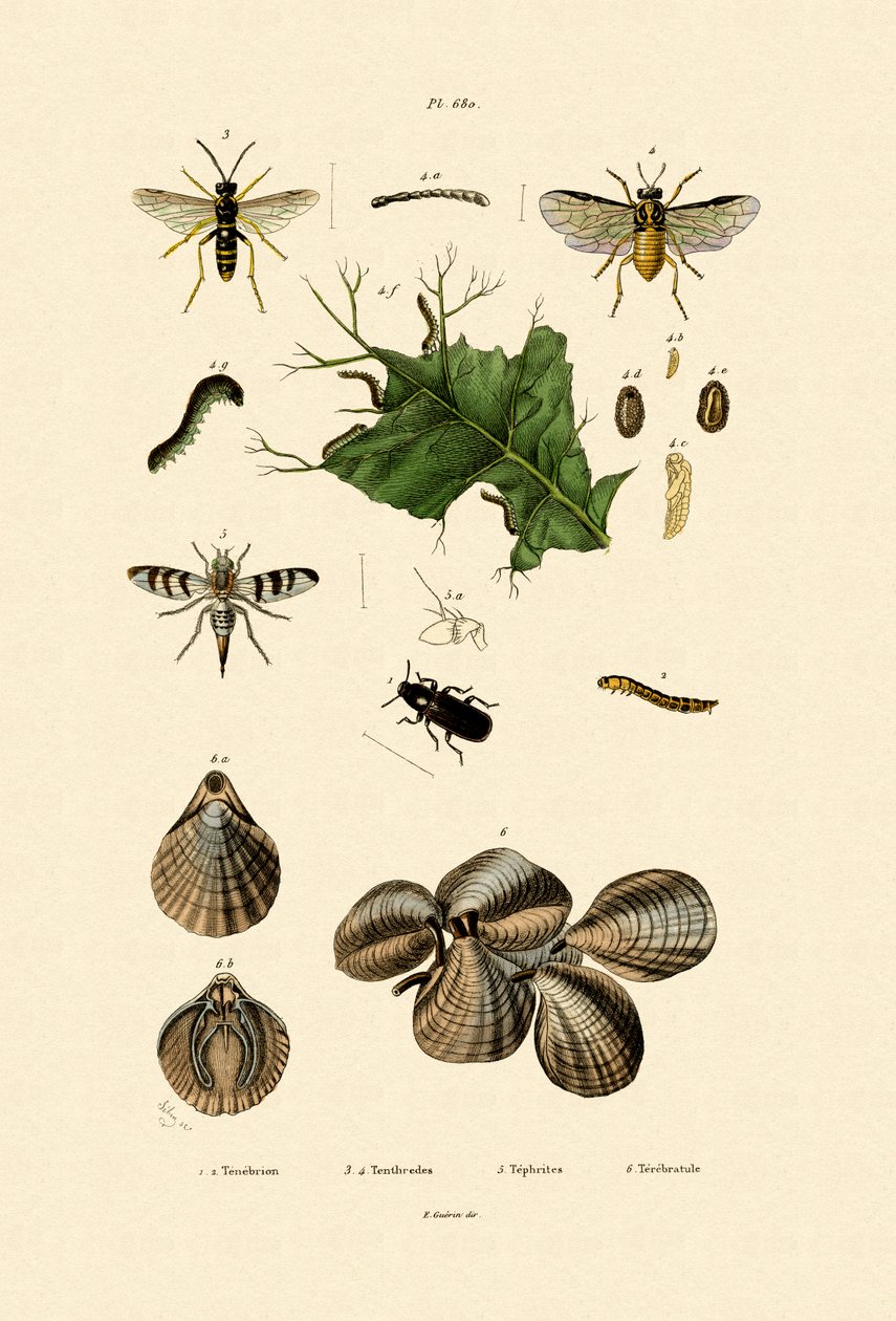 माइलवर्म बीटल, 1833-39 द्वारा फ्रेंच स्कूल