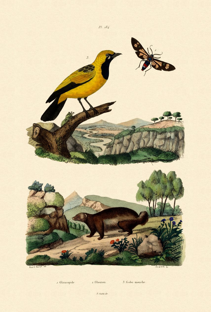 मोथ, 1833-39 द्वारा फ्रेंच स्कूल