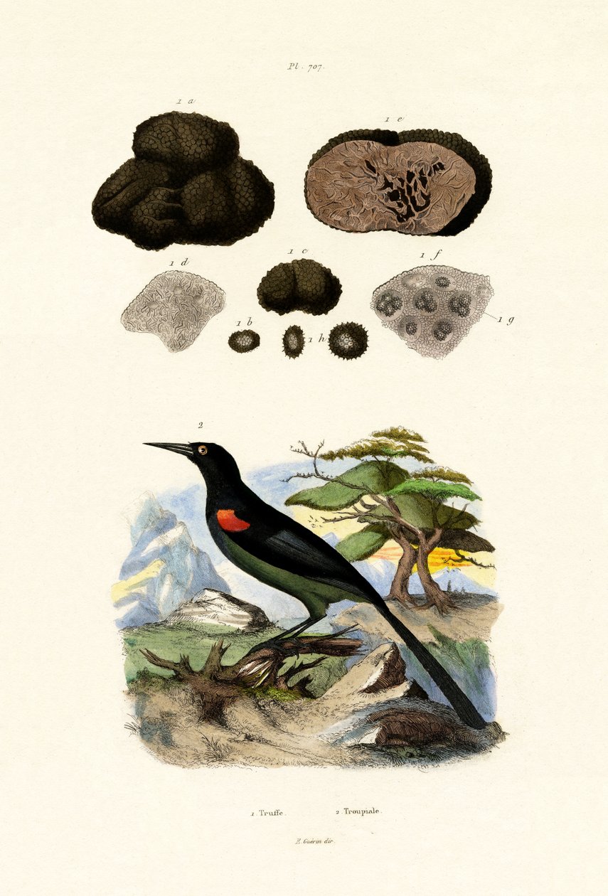 ओरिओल, 1833-39 द्वारा फ्रेंच स्कूल