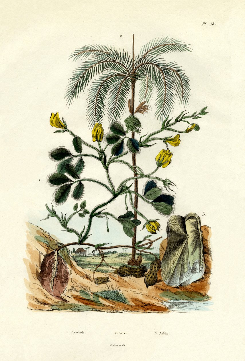 मूंगफली का पौधा, 1833-39 द्वारा फ्रेंच स्कूल