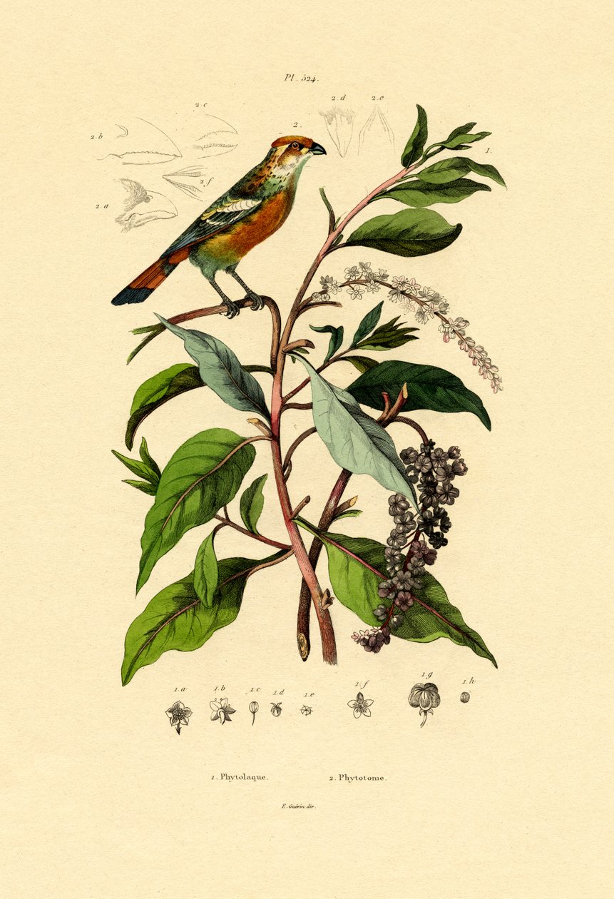 पोकेवीड, 1833-39 द्वारा फ्रेंच स्कूल
