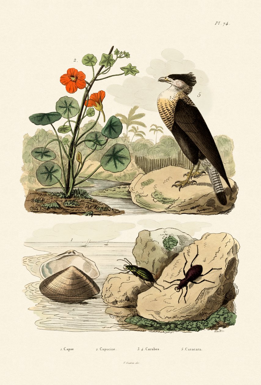 शैल, 1833-39 द्वारा फ्रेंच स्कूल