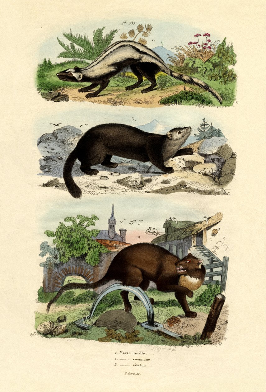 धारीदार पोलकैट, 1833-39 द्वारा फ्रेंच स्कूल