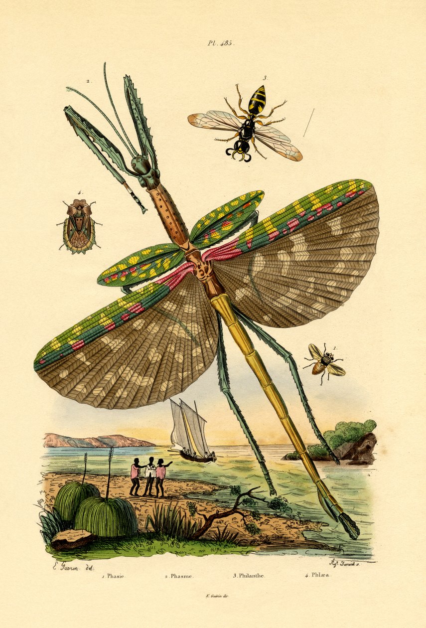 टैचिनीड फ्लाई, 1833-39 द्वारा फ्रेंच स्कूल