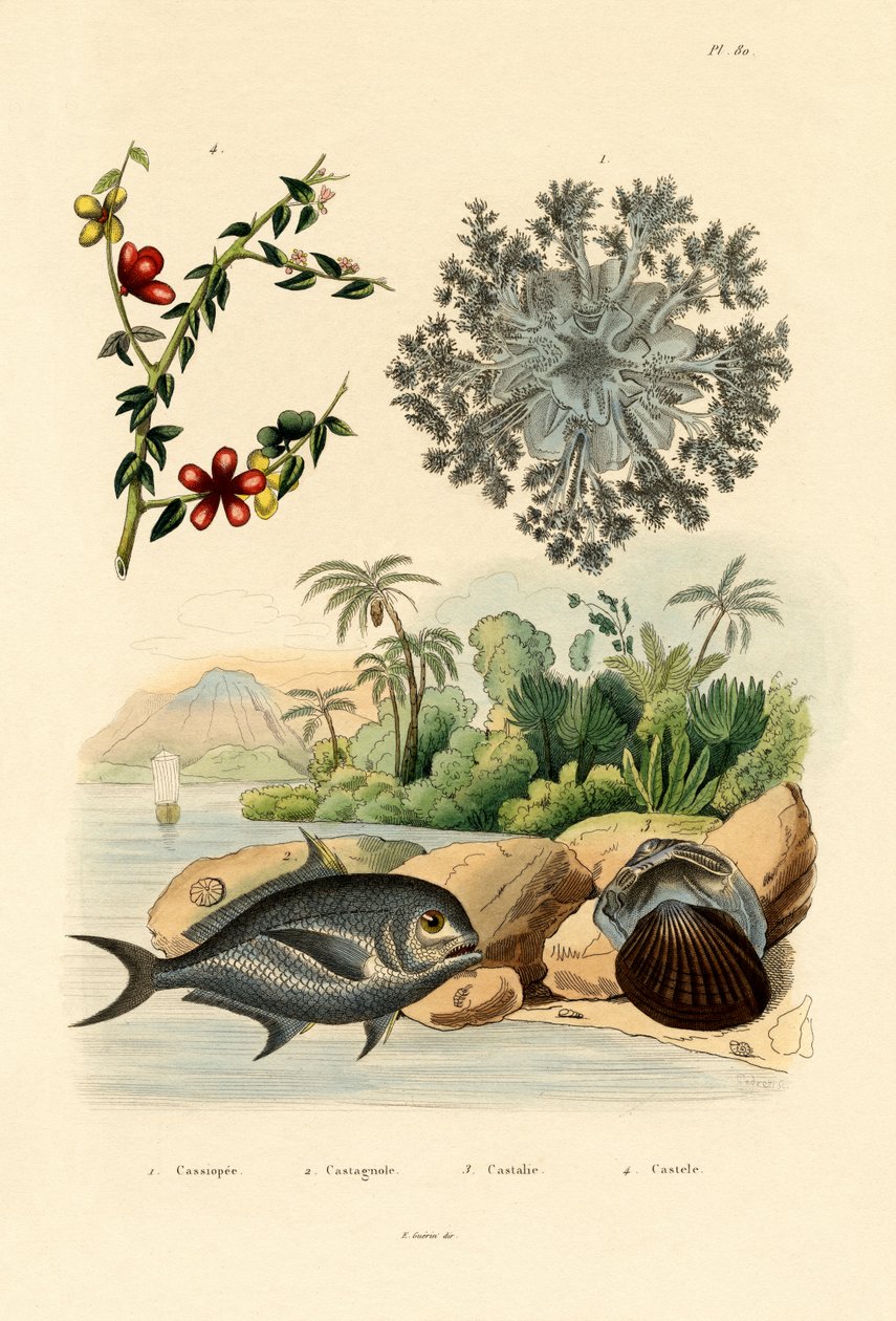 अपसाइड डाउन जेलीफ़िश, 1833-39 द्वारा फ्रेंच स्कूल
