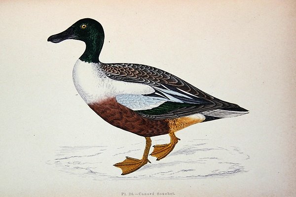 अनस क्लाइपीटा (रंग उत्कीर्णन) द्वारा फ्रेंच स्कूल
