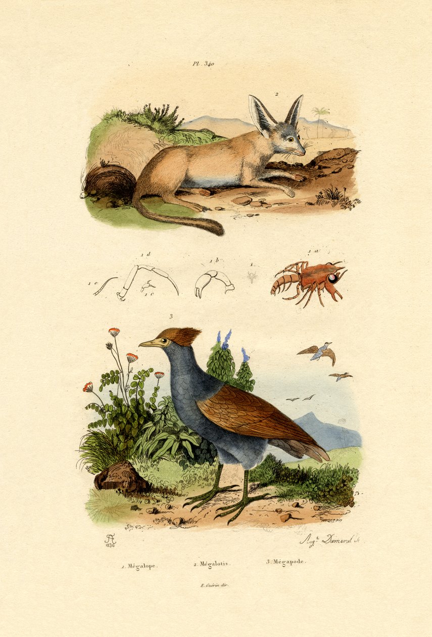 बैट-इयर फॉक्स, 1833-39 द्वारा फ्रेंच स्कूल