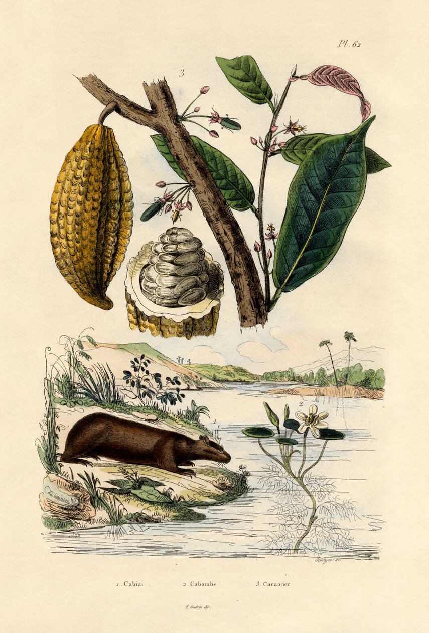 कैप्यबारा, 1833-39 द्वारा फ्रेंच स्कूल