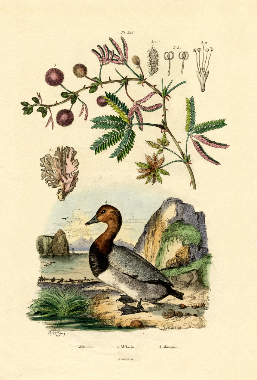 कोरल, 1833-39 द्वारा फ्रेंच स्कूल