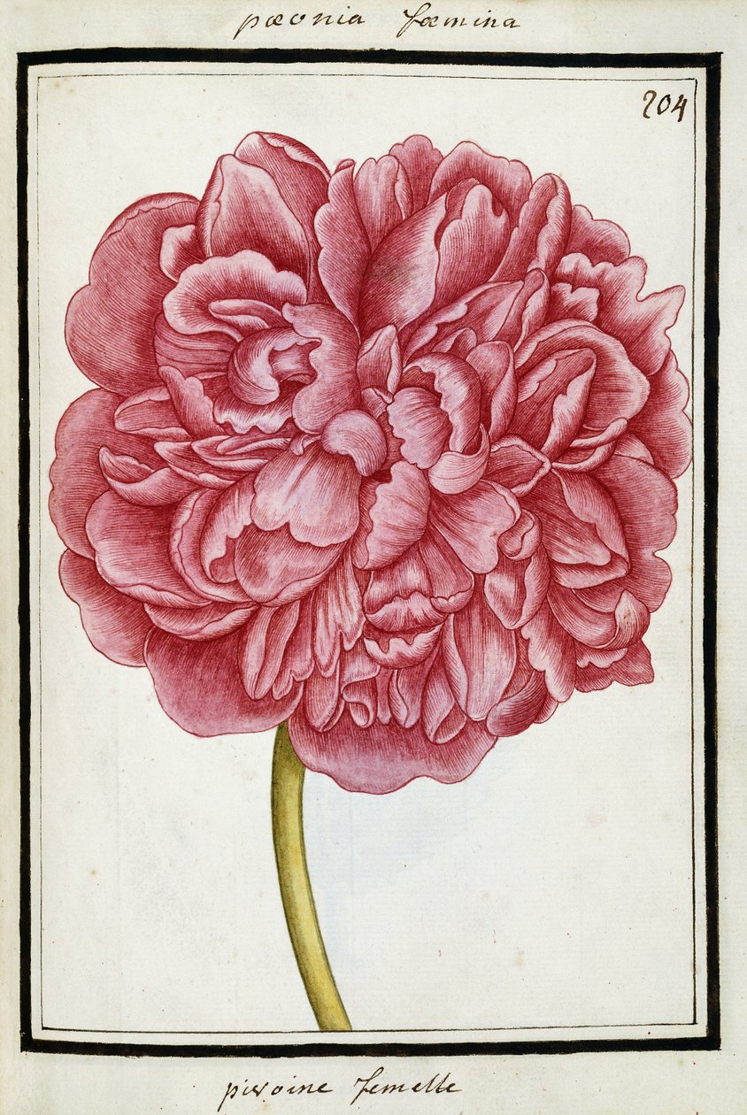 महिला Peony, c.1700 द्वारा फ्रेंच स्कूल