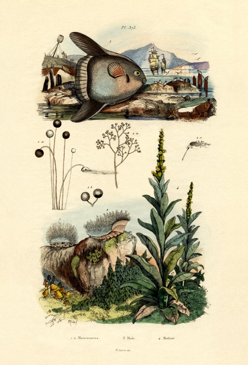 मोल्ड, 1833-39 द्वारा फ्रेंच स्कूल