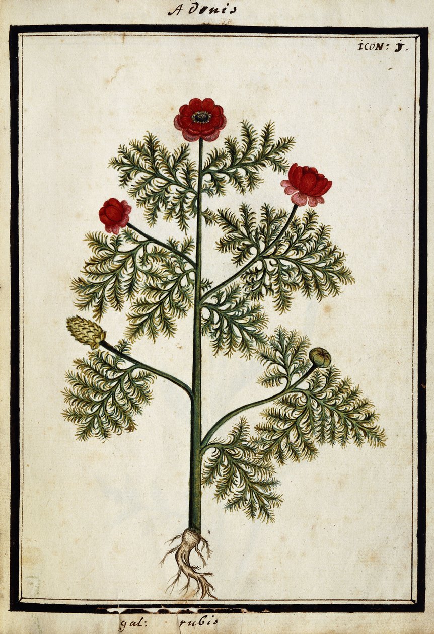रेड एडोनिस, c.1700 द्वारा फ्रेंच स्कूल