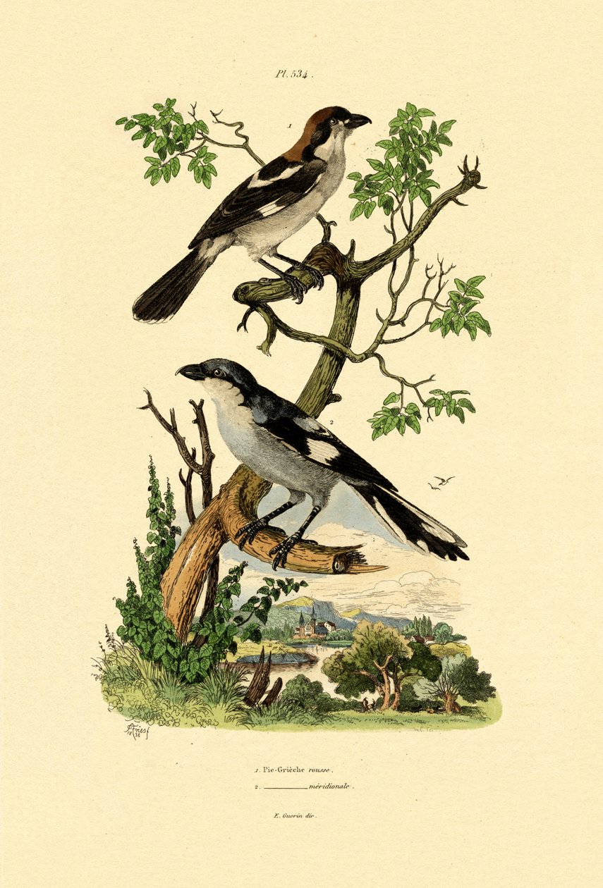 दक्षिणी ग्रे श्रीके, 1833-39 द्वारा फ्रेंच स्कूल