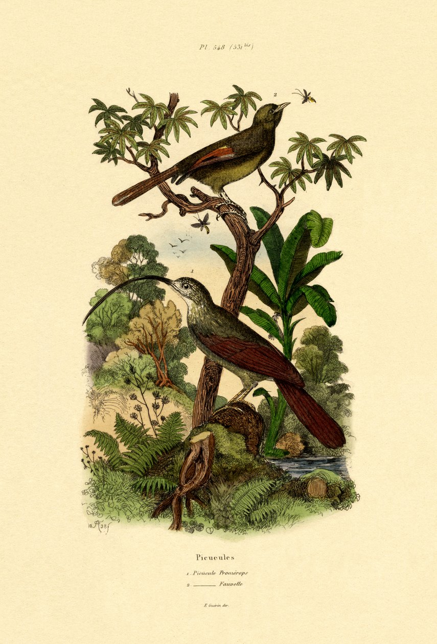वुडक्राइपर, 1833-39 द्वारा फ्रेंच स्कूल