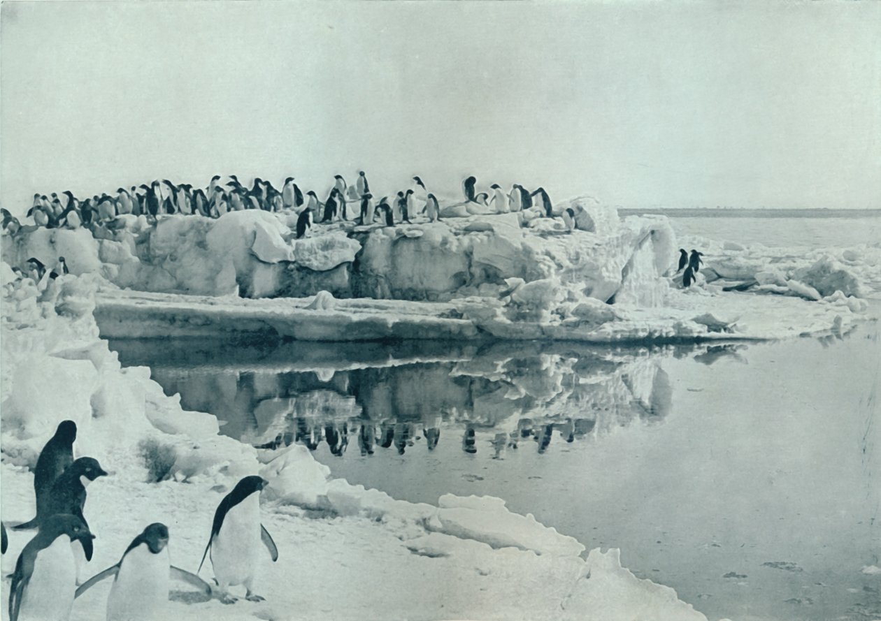 आइस-फुट पर पेंगुइन, c1911, 1913 द्वारा जी। मुर्रे लेविक