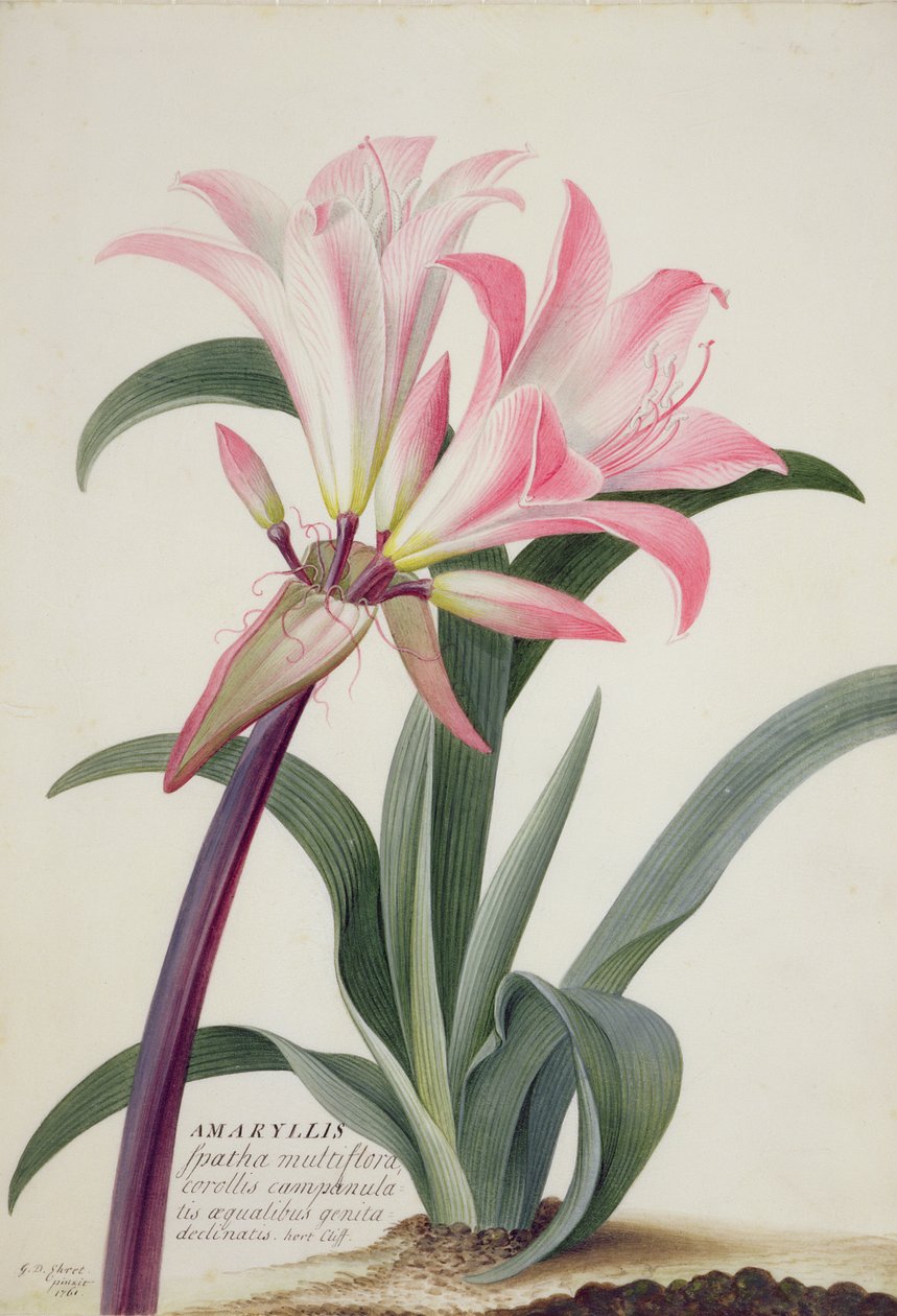 Amaryllis Belladonna, 1761 (wc, gouache und graphite on vellum) द्वारा जॉर्ज डायोनिसियस एह्रेत