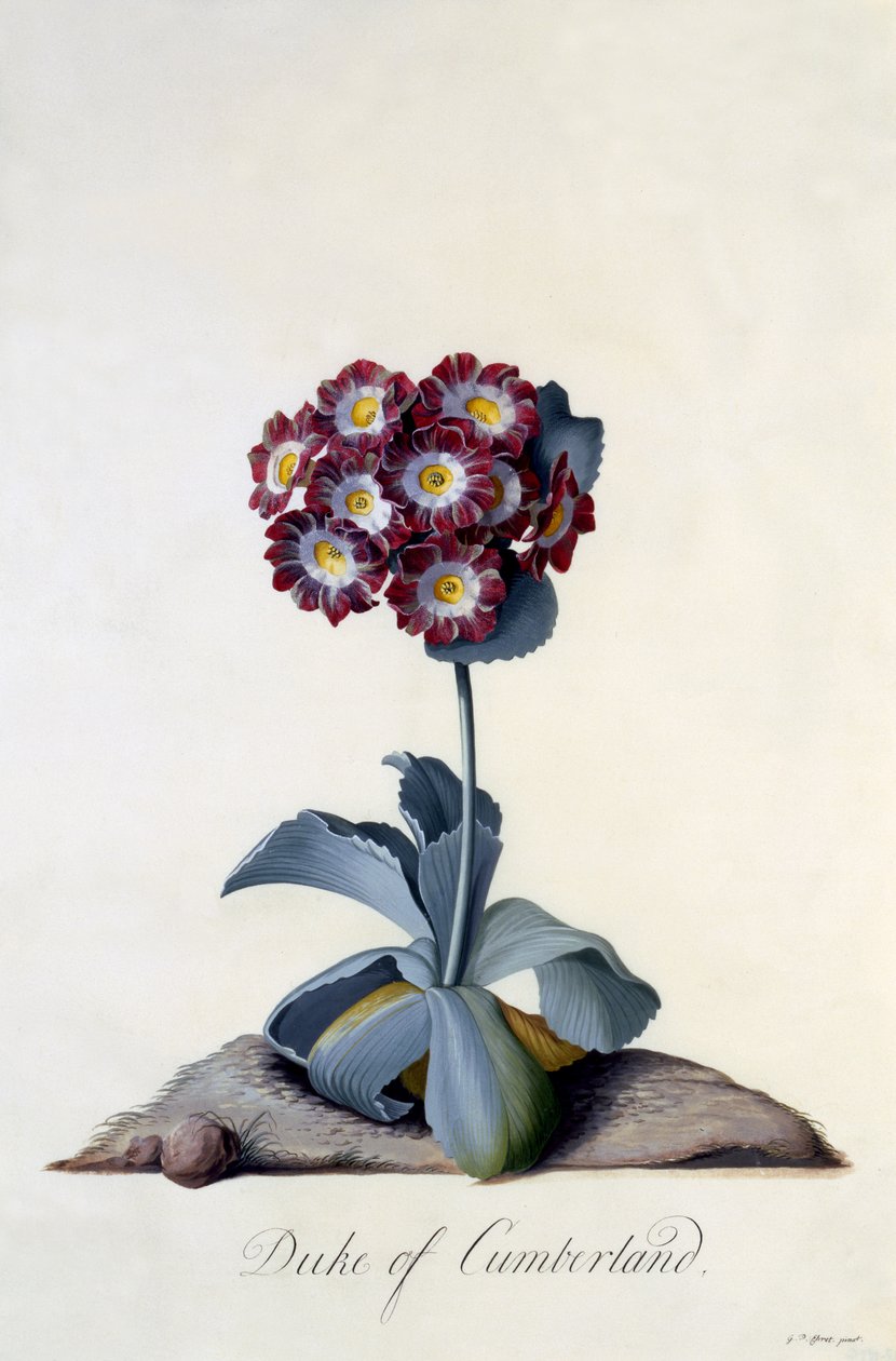 ऑर्बुला ड्यूक ऑफ कंबरलैंड c.1743 (हाथ से रंग की नक्काशी) द्वारा जॉर्ज डायोनिसियस एह्रेत