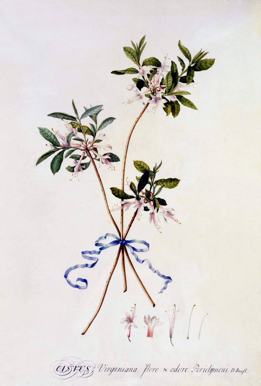 Cistus Virginiana, c.1743 (हाथ से रंग की नक्काशी) द्वारा जॉर्ज डायोनिसियस एह्रेत