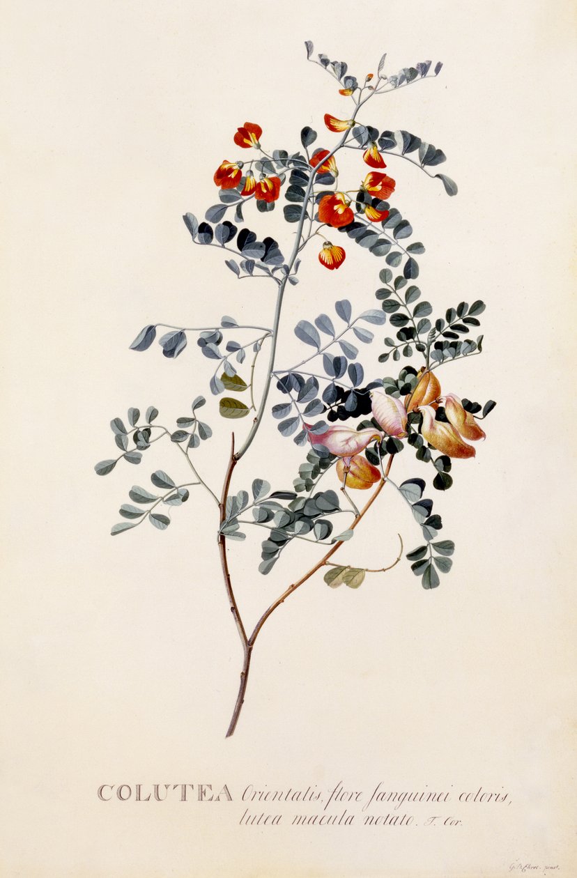 Colutea, c.1745 (हाथ से बुनी हुई नक्काशी) द्वारा जॉर्ज डायोनिसियस एह्रेत