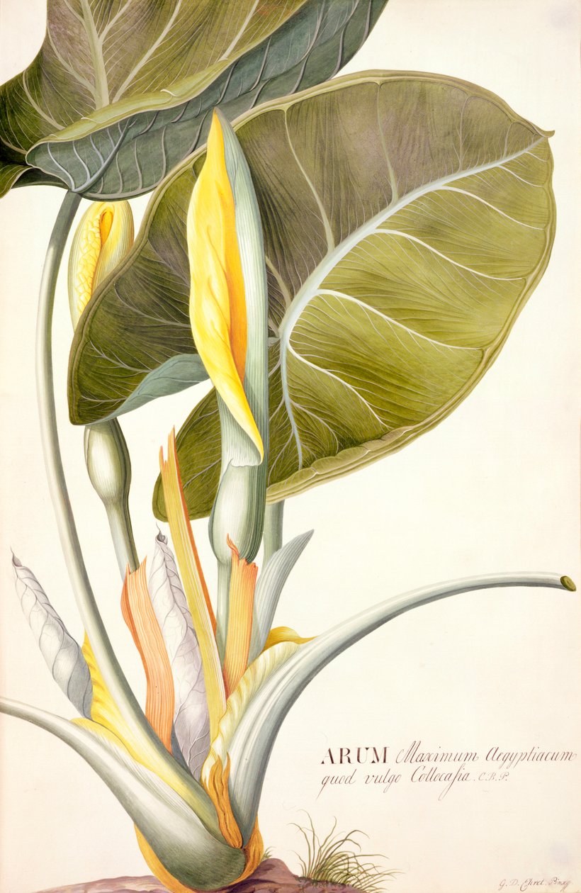 PD.116-1973f.14 Arum अधिकतम aegyptiacum, c.1740-45 (वेलम पर शौचालय और गौचे) द्वारा जॉर्ज डायोनिसियस एह्रेत