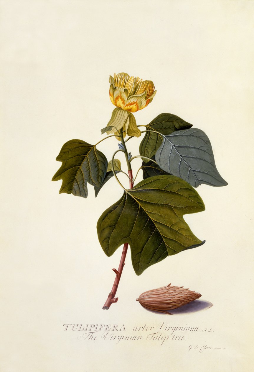 वर्जिनियन ट्यूलिप ट्री, c.1743 (हाथ से रंगा हुआ उत्कीर्णन) द्वारा जॉर्ज डायोनिसियस एह्रेत