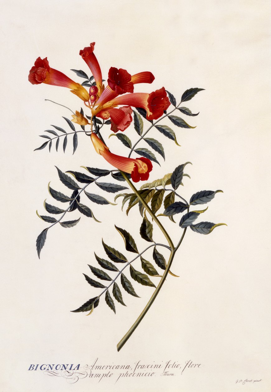 Bignonia Americana, c.1743 (हाथ से रंग की नक्काशी) द्वारा जॉर्ज डायोनिसियस एह्रेत