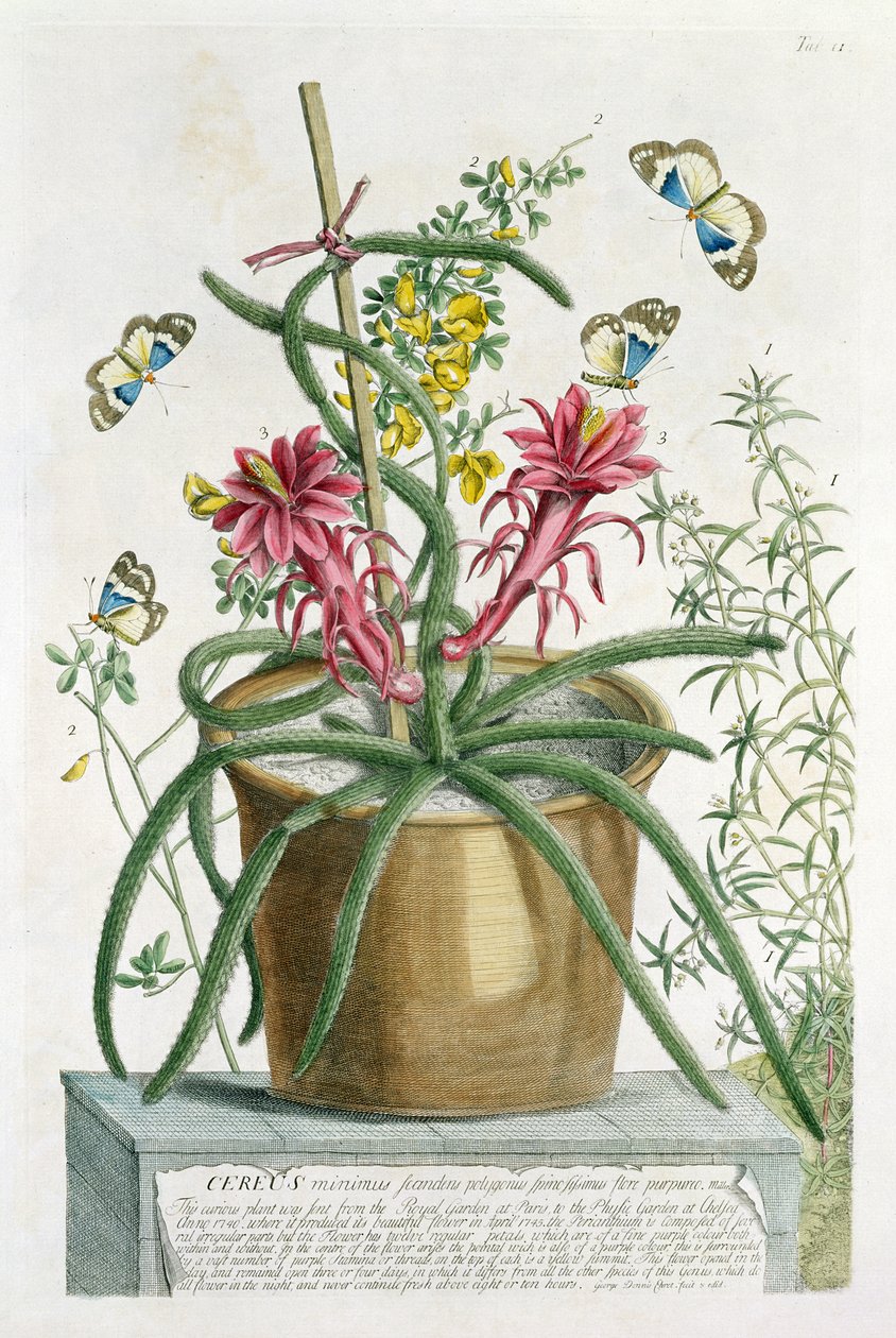 सेरेस मिनिमस, c.1745 (रंगीन लिथो) द्वारा जॉर्ज डायोनिसियस एह्रेत