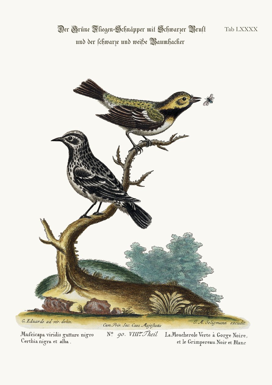 ब्लैक-थ्रोटेड ग्रीन फ्लाईकैचर, और ब्लैक एंड व्हाइट क्रीपर, 1749-73 द्वारा जॉर्ज एडवर्ड्स