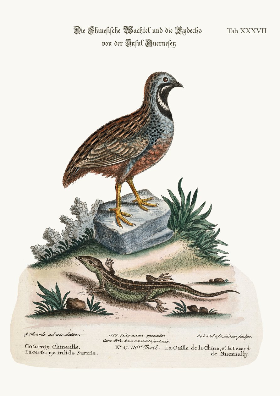 चीनी बटेर और ग्वेर्नसे छिपकली, 1749-73 द्वारा जॉर्ज एडवर्ड्स