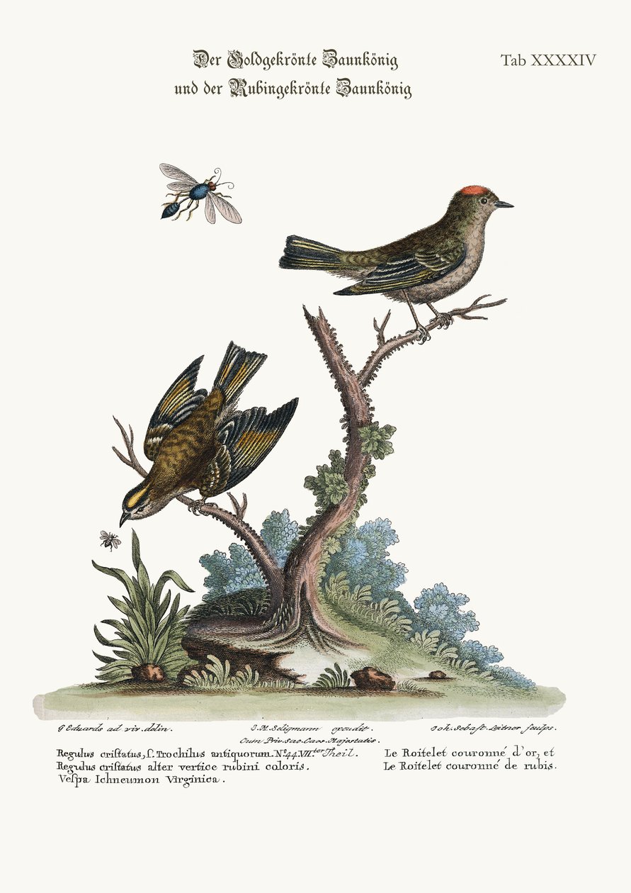 गोल्डन-क्राउन विरेन, और रूबी-क्राउन व्रेन, 1749-73 द्वारा जॉर्ज एडवर्ड्स